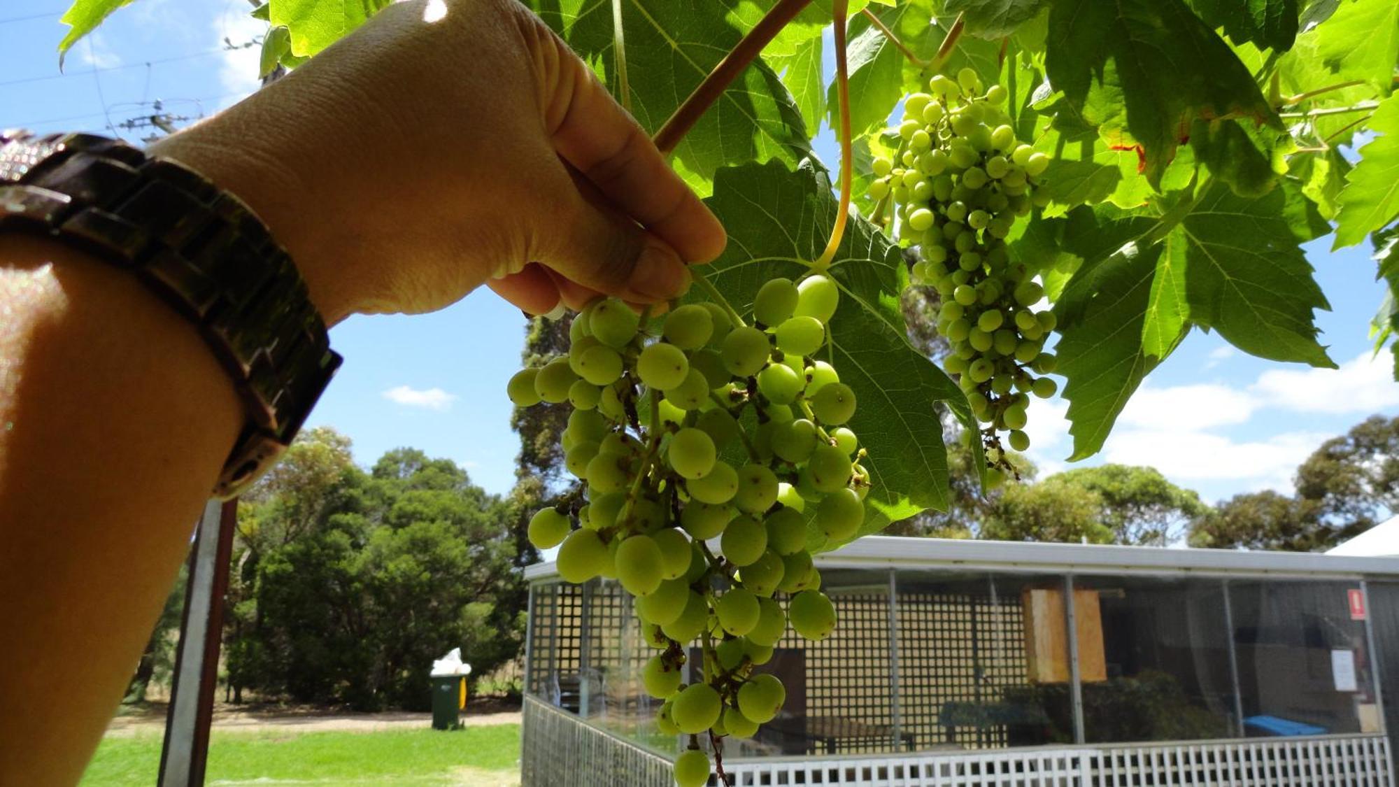 Murray Bridge Motor Inn Luaran gambar